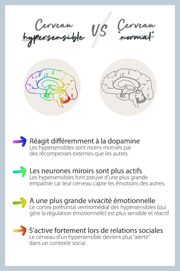 Cerveau hypersensible Différence entre un cerveau hypersensible et un cerveau normal