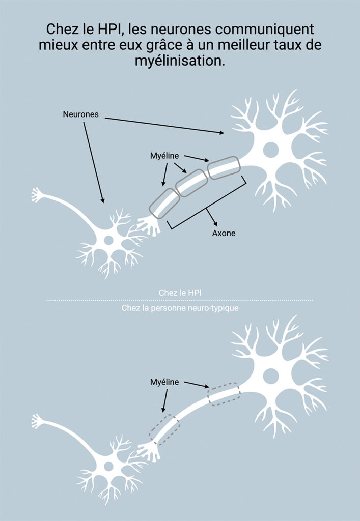 Les neurones du HPI communiquent mieux entre eux
