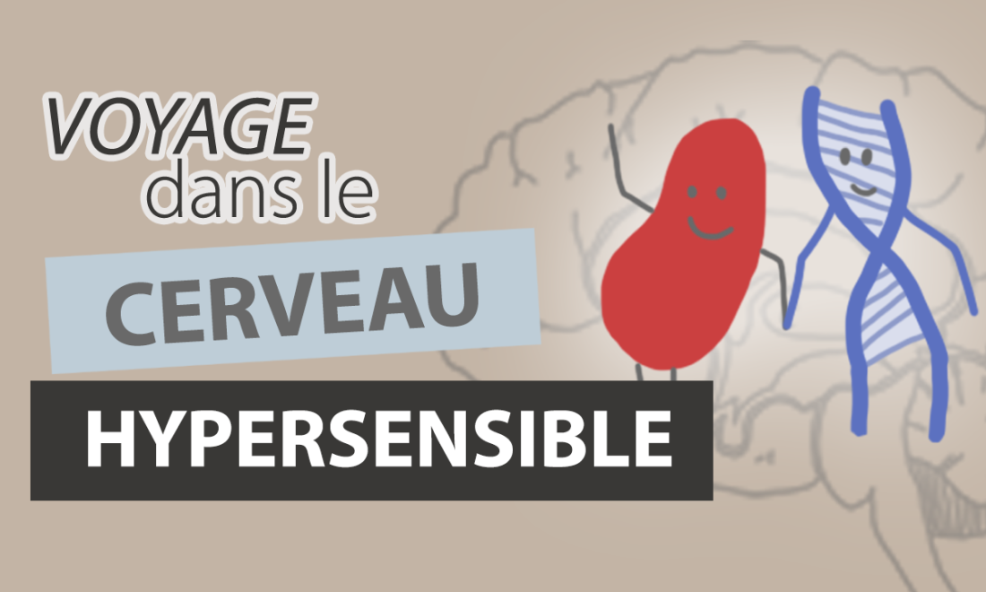Comment fonctionne le cerveau d’un hypersensible ?